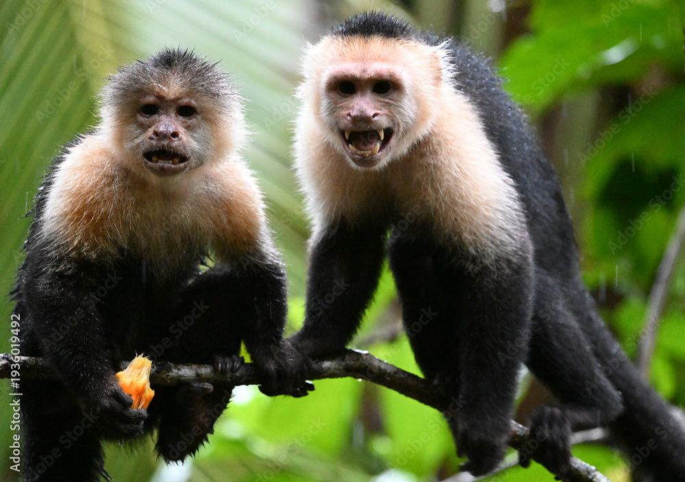 Obraz premium a serious capuchin monkey in a Costa Rican forest