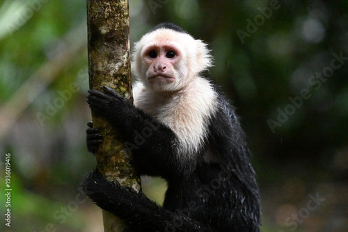 Photography a serious capuchin monkey in a Costa Rican forest