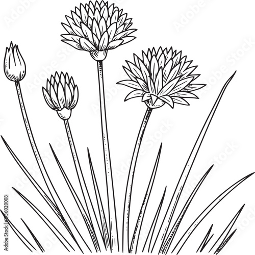 A detailed botanical illustration of chives with buds and blooms in black and white line art style