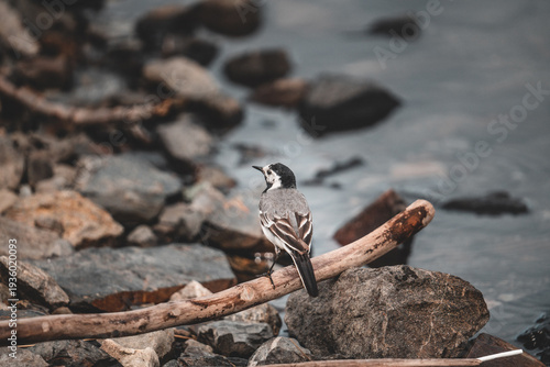 Bilde på lerret Small wagtail bird sitting on a branch by a rocky shore