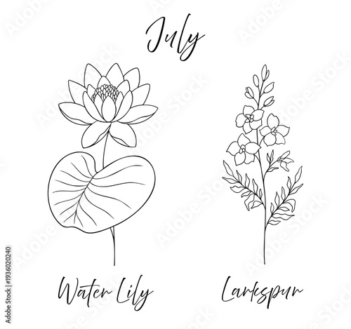 Water lily and larkspur - July birth flowers vector illustration set in black and white line art style. Botanical drawing with elegant floral sketch, hand drawn monochrome flower tattoo design.