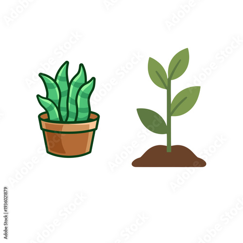 Green potted houseplant with leaves indoors for decoration and growth