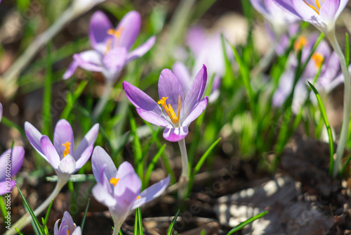 Close-up of purple crocus flowers blooming in spring sunlight in a grassy garden