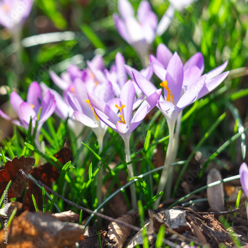 Purple crocus flowers blooming in early spring sunlight among grass and falle...