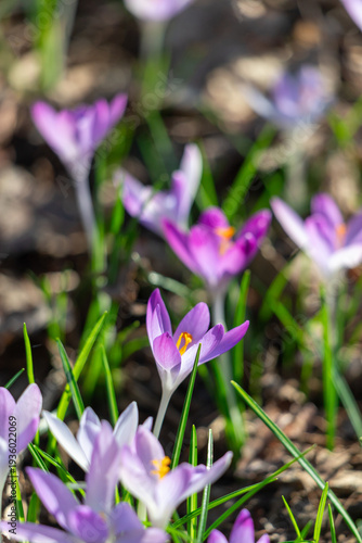 Purple crocus flowers blooming in spring sunlight on a grassy garden bed