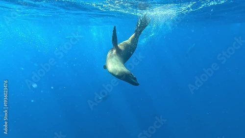 A sea lion – Otariidae – surfaces for air off Magdalena Bay, Baja California, Mexico, then spins back underwater to face the diver and gently nuzzles the camera during the sardine run.