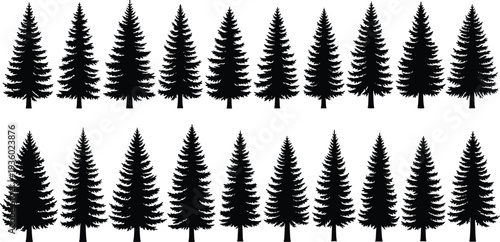 Pine tree silhouette collection vector set, evergreen fir forest illustration, black isolated conifer clipart for winter landscape design
