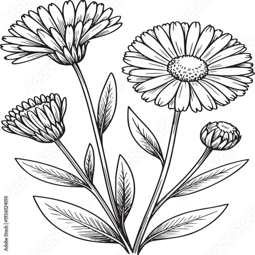 Illustration of calendula flowers with leaves in black and white botanical drawing style art image