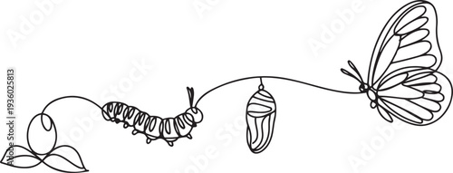 Continuous one line drawing of butterfly life cycle . Single line drawing illustration of perfect metamorphosis . Butterfly transformation concept. one line Icon drawing