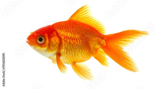 Vibrant Goldfish Swimming in Clear Water, Isolated on White.