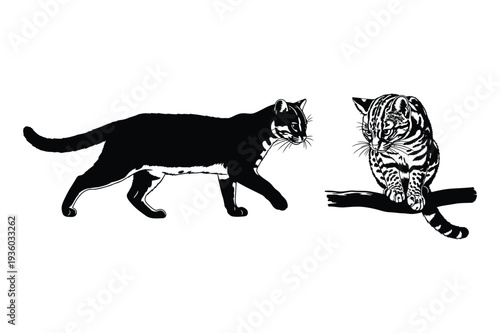 Wild Cats Silhouette