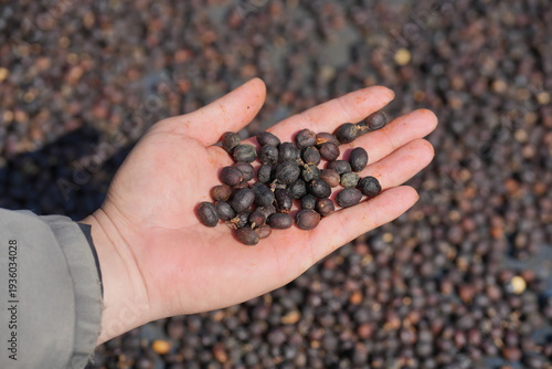 Foto Close-up of hand holding dried coffee cherries during natural processing on a coffee farm