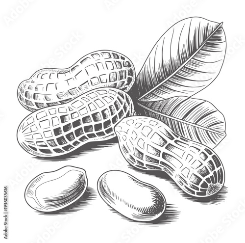 Black and white botanical of peanuts with leaves and shells legume