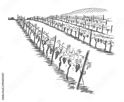 Black and white ink of a vineyard with rows of grapevines