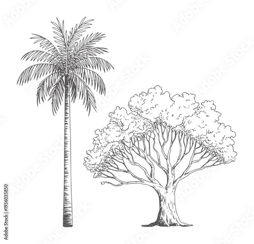 Black and white of a tall palm tree and a broad leafy tree