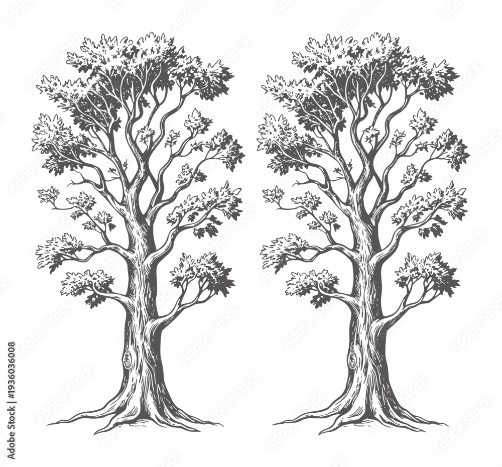 Obraz premium Two black and white line of trees with dense foliage nature