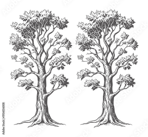 Two black and white line of trees with dense foliage nature