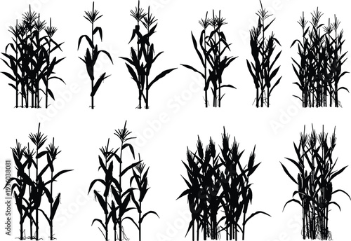 Detailed silhouettes of corn stalks and maize plants in various growth stages, featuring single stalks and dense clusters for agriculture, farming, and harvest-themed vector designs.