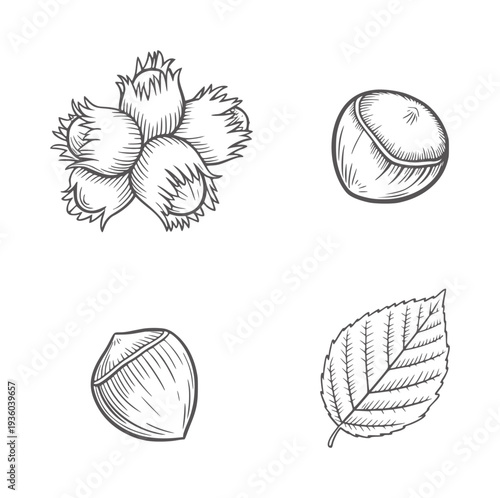 Black and white line of hazelnuts and a leaf outline food