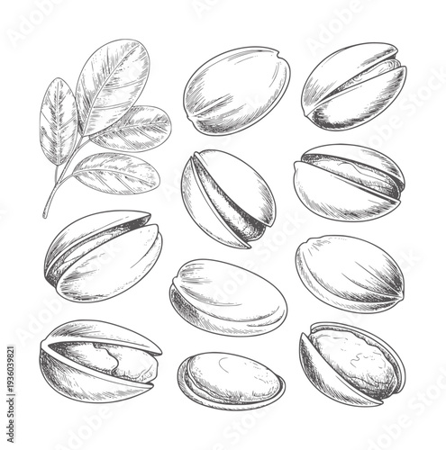 Black and white line of pistachios and leaves nuts food snack healthy