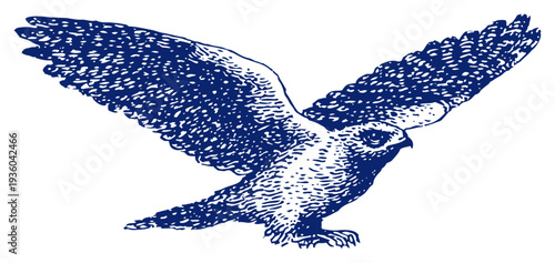 Majestic hawk bird of prey flying in the sky with spread wings vintage engraving style illustration