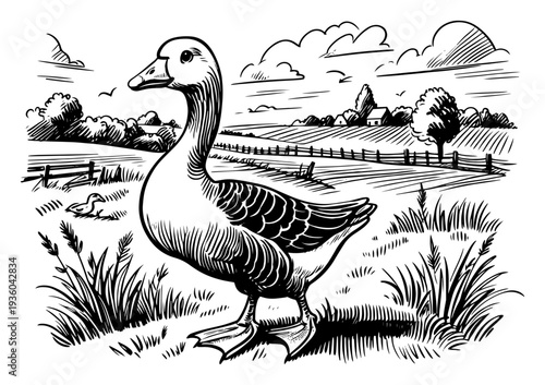 Goose in a farm landscape, hand-drawn rural scene with duck, meadow and barn in vintage engraving style
