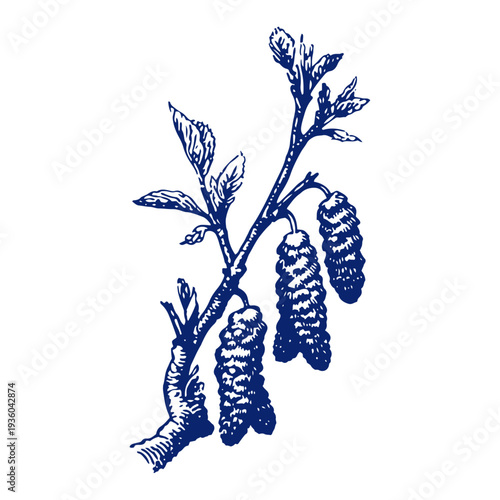 Branch of spring willow catkins or pussy willow in vintage woodcut engraving style