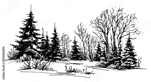 Winter forest landscape sketch, snowy pine trees and bare branches, peaceful nature scene illustration