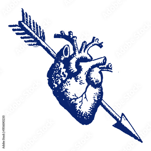 Anatomical human heart pierced by an arrow in vintage engraving style illustration