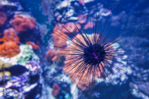 Ein Seeigel hängt mit der Mundöffnung an der Scheibe in einem Aquarium 