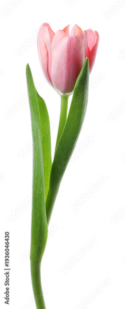 Obraz premium One beautiful pink tulip isolated on white