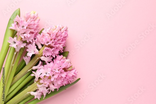 Beautiful hyacinth flowers on pink background, flat lay. Space for text