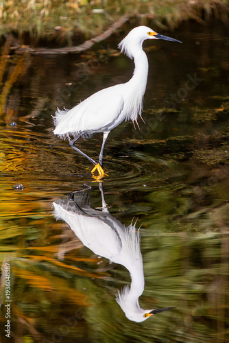 great white heron hunting in the lake