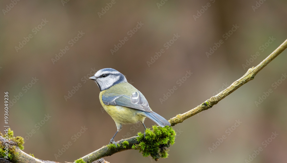 Fototapeta premium Blue Tit Cyanistes caeruleus Perched On Mossy Branch Close-Up Wildlife Portrait In Natural Woodland Setting