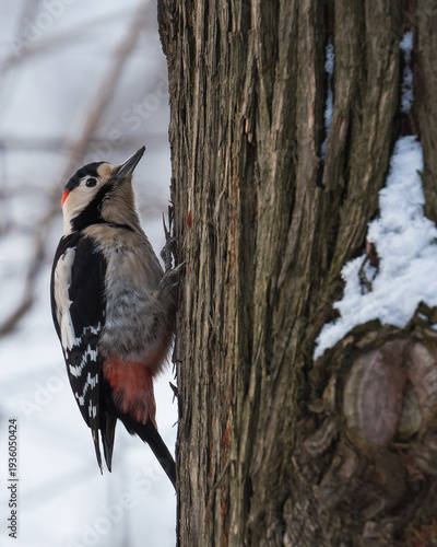 A Great Spotted Woodpecker Attached to the Bark of Tree is Searching for Its Food on a Cold Winter Morning
