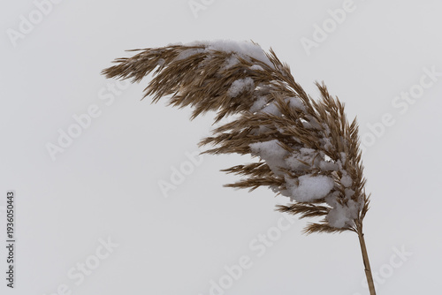 A Willow Covered by Snow is Fluttering in the Wind on a Cold Winter Morning with Grey Skies