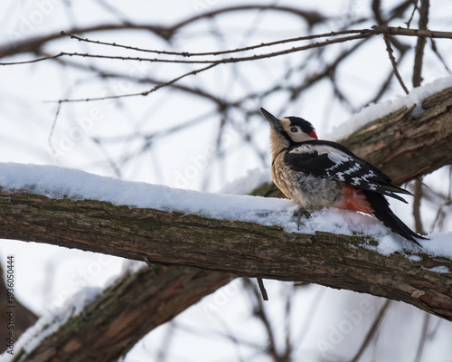 A Great Spotted Woodpecker (Dendrocopos Major) is Sitting on a Thick Tree Branch Covered by Snow and Scouting the Surroundings in Search for Food