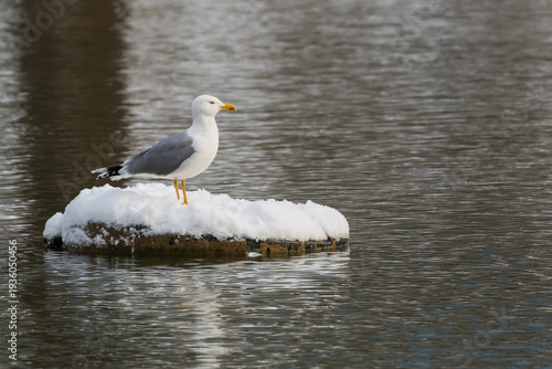 A Seagull is Standing in the Middle of the Lake on an Inactive Artesian Fountain Covered by Snow and Enjoying the Winter Morning Sun