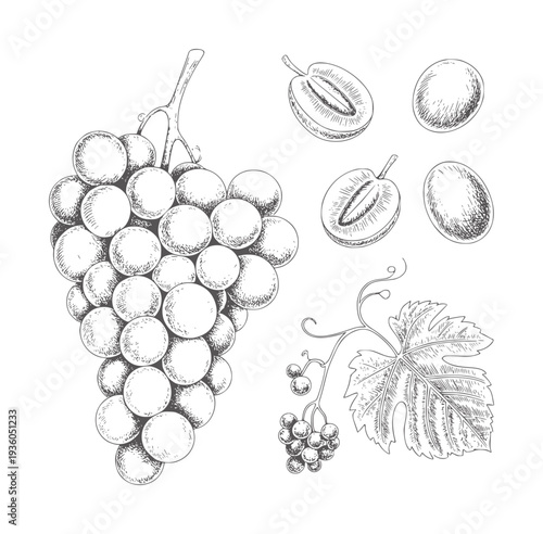 Black and white botanical of grapes and leaves vine leaf