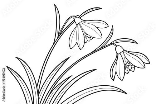 coloring page line art the crocus flower black vector
