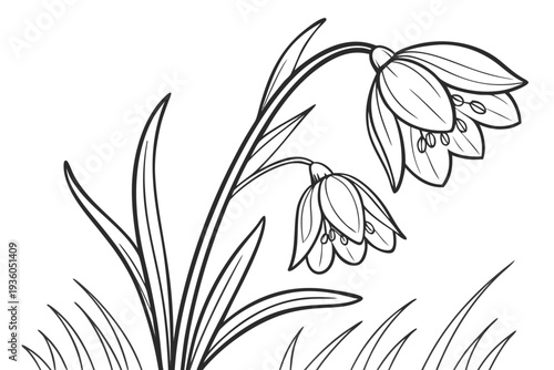 coloring page line art the crocus flower black vector