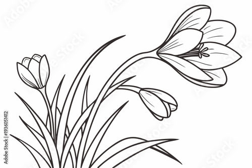 coloring page line art the crocus flower black vector