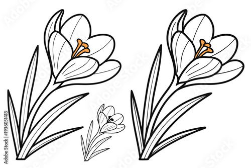 coloring page line art the crocus flower black vector