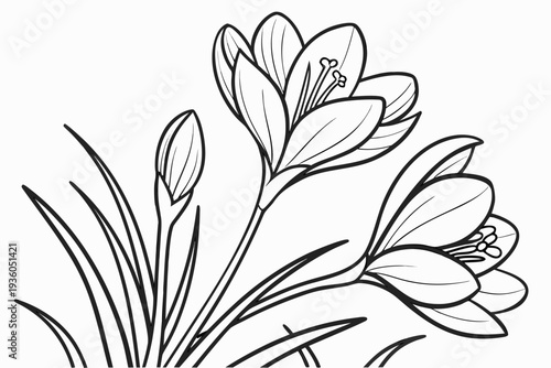 coloring page line art the crocus flower black vector
