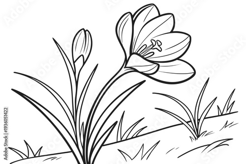 coloring page line art the crocus flower black vector