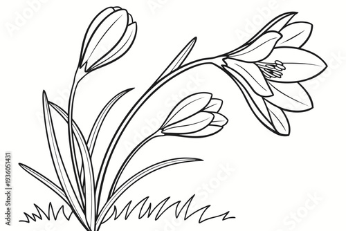 coloring page line art the crocus flower black vector