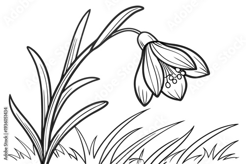 coloring page line art the crocus flower black vector