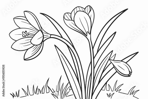 coloring page line art the crocus flower black vector