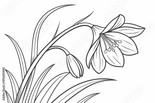 coloring page line art the crocus flower black vector