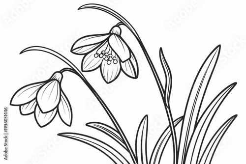 coloring page line art the crocus flower black vector